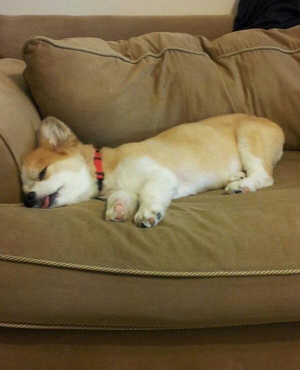 cute pup corgi tongue couch