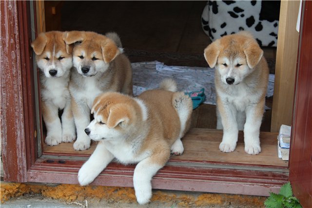 cute puppies dogs akita inus fun