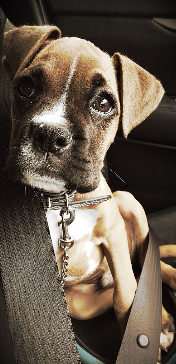 cute puppy boxer ride car