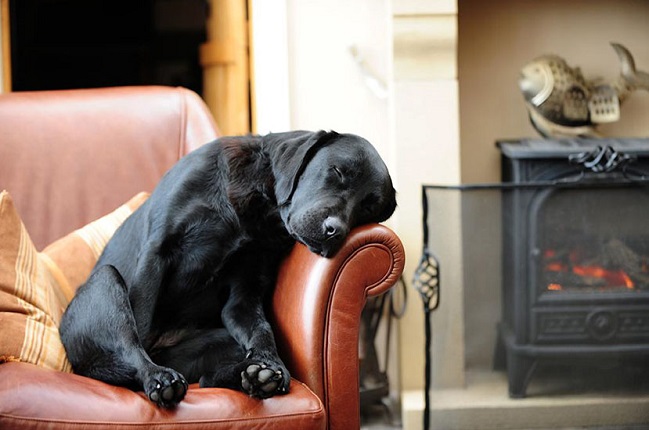 cute sleeping black lab arm chair