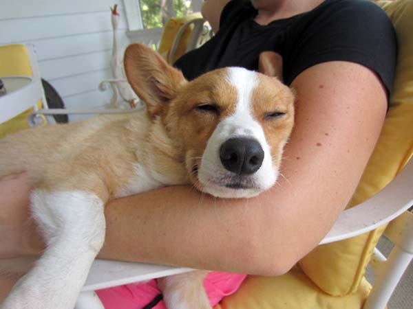 cute sleeping corgi dog on hands