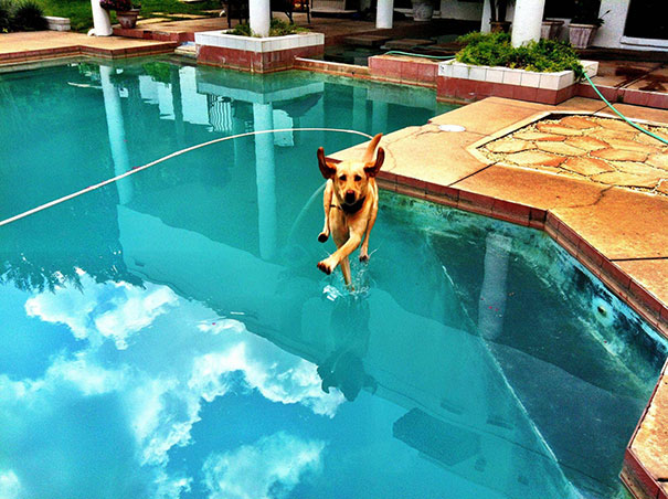 dog walk swimming pool