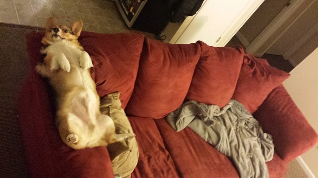 funny corgi belly couch