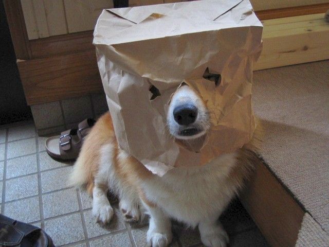 funny corgi mask photo pics