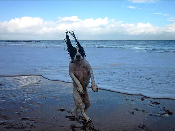 funny dog beach ocean