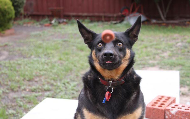 funny dog pics humor