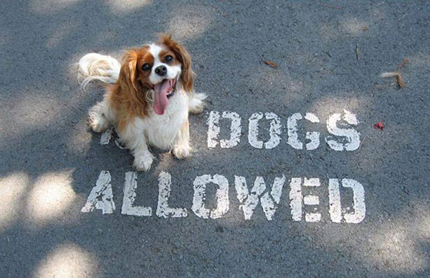 funny king spaniel