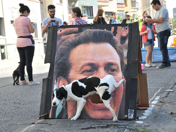 funny pics dog street