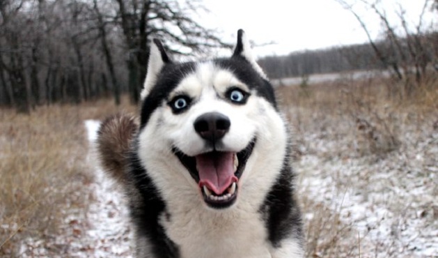 12 Realities That New Husky Owners Must Accept 9