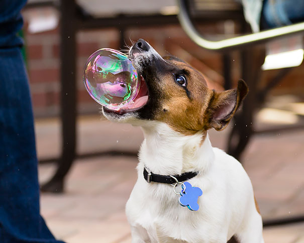 jack russell bubble funny