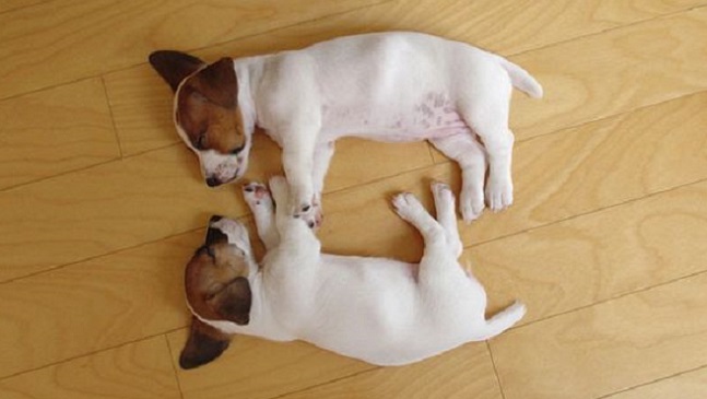 17 Hilarious Photos That Prove Jack Russells Can Sleep Absolutely Anywhere 4