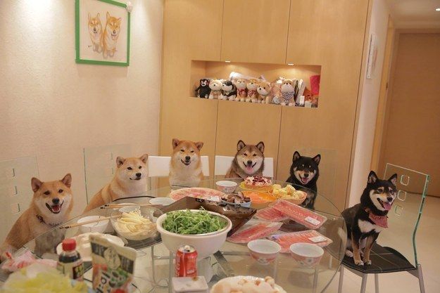 photo shiba inu akita inu at table
