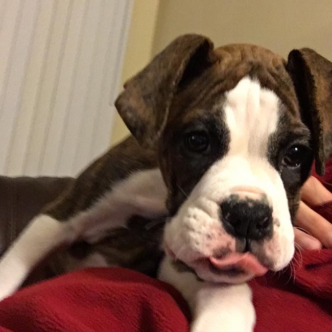 playful boxer puppy pics