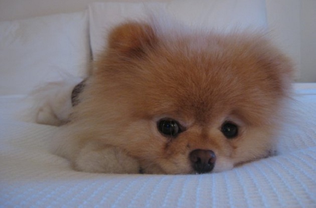 6 Problems Only Pomeranian Owners Will Understand 9