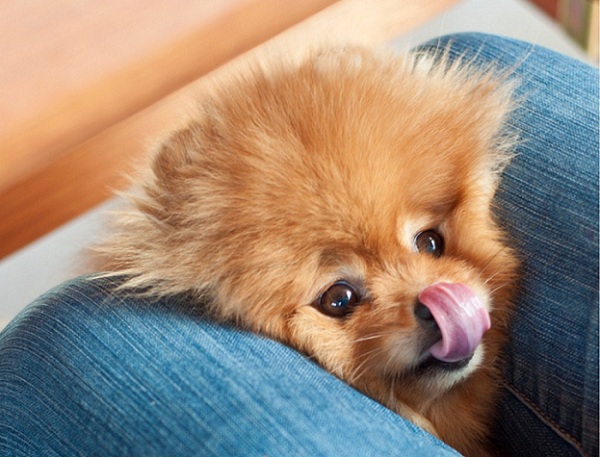 pomeranian dog