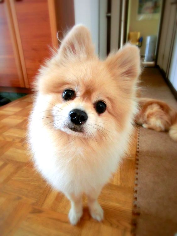 pomeranian head tilt