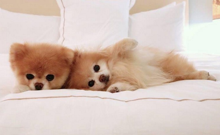 pomeranian