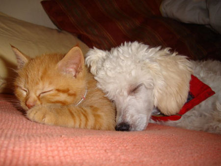 poodle and cat