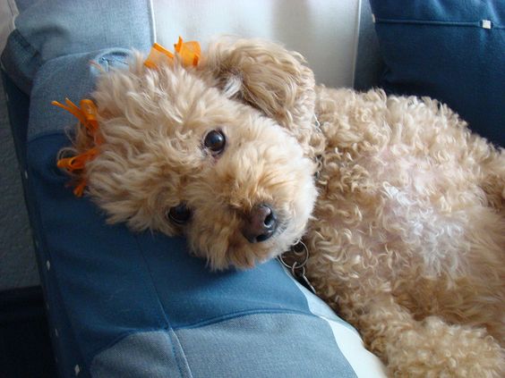 poodle dog picture