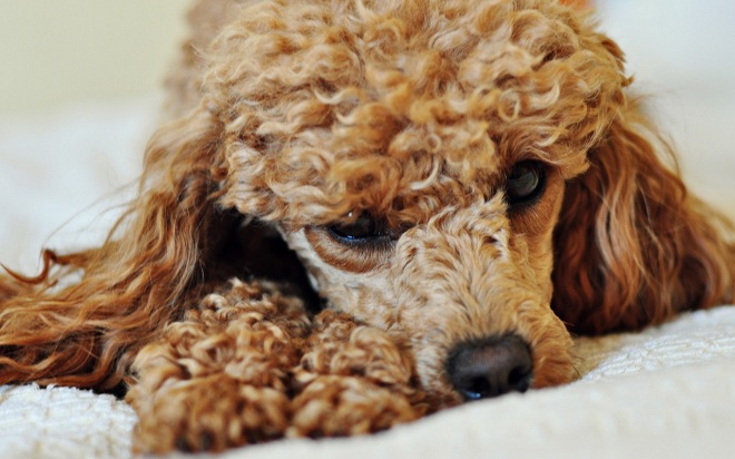 poodle face