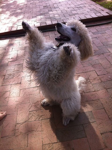 poodle happy