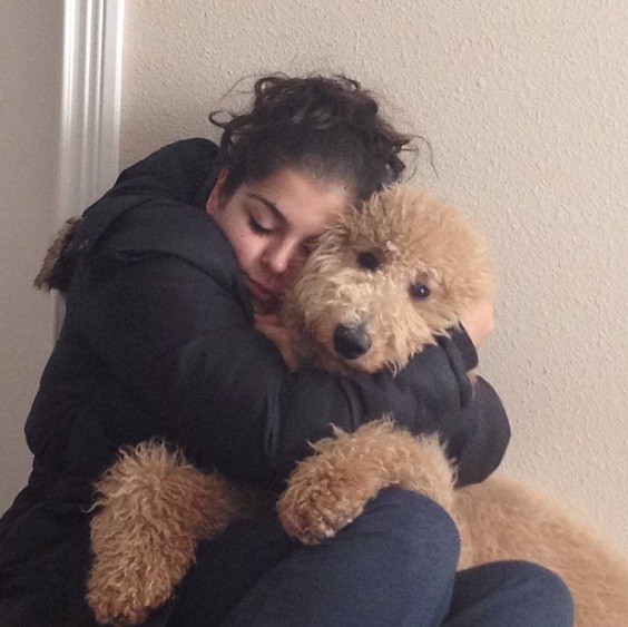 poodle hugs