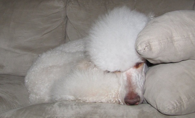 poodle sad dog