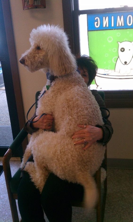 poodle sitting