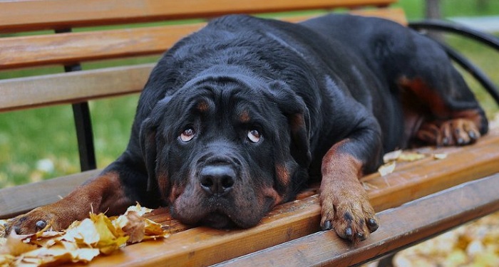 5 Problems Only Rottweiler Owners Will Understand 15 5 Problems Only Rottweiler Owners Will Understand 3