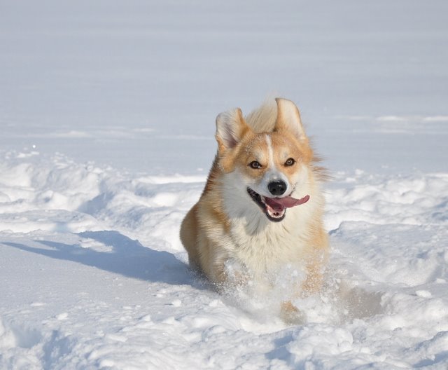 running corgi snow happiness