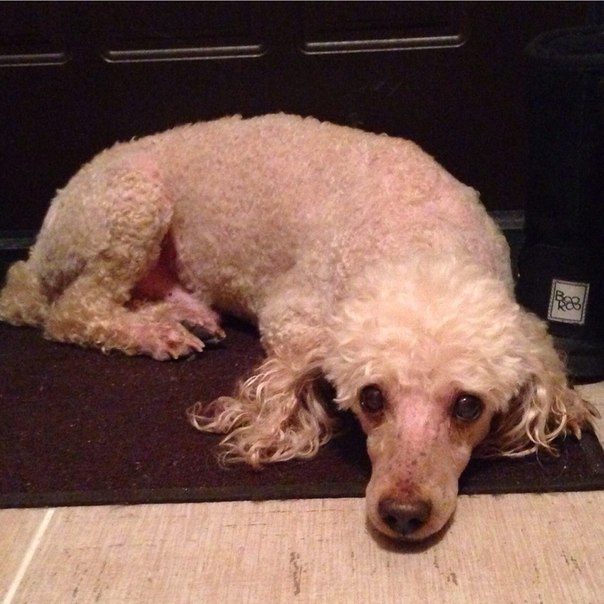 sad poodle dog