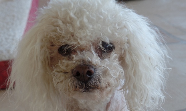 senior poodle
