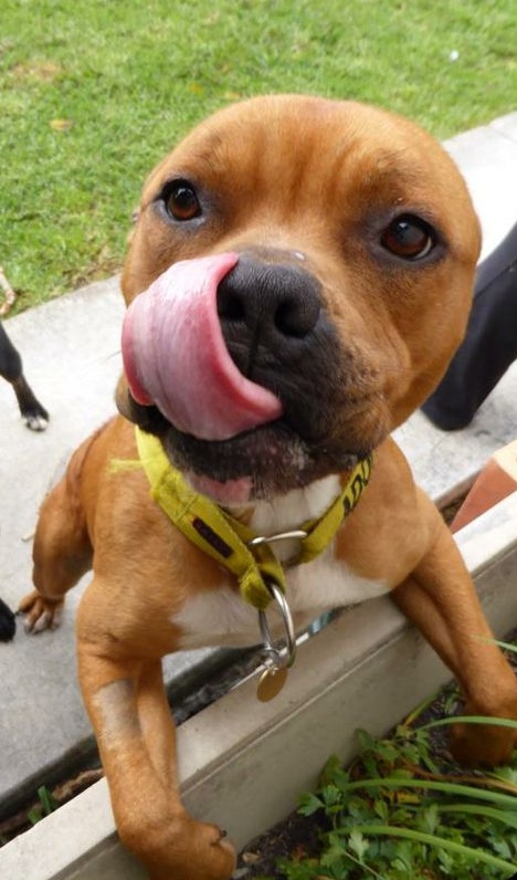 staffordshire bull terrier dogs