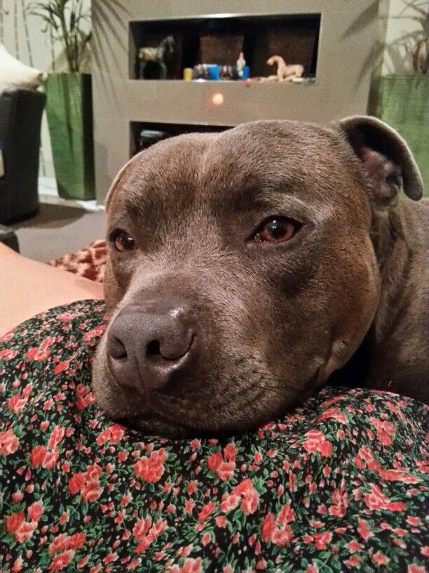 staffordshire bull terrier face