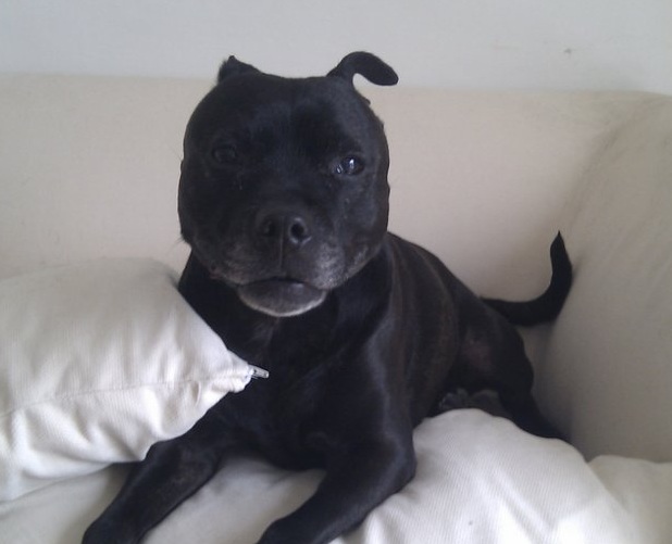 staffordshire bull terrier on couch