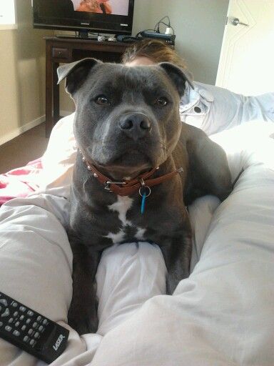 staffordshire bull terrier photo