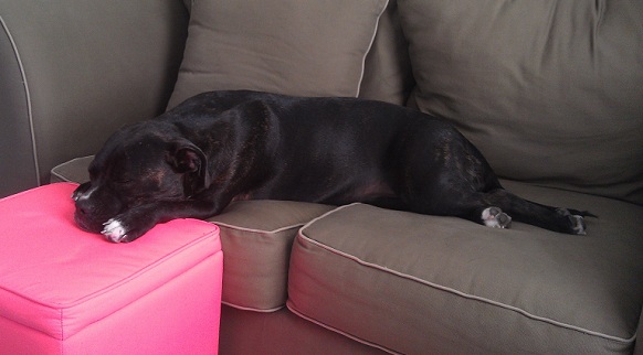 staffordshire bull terrier rest