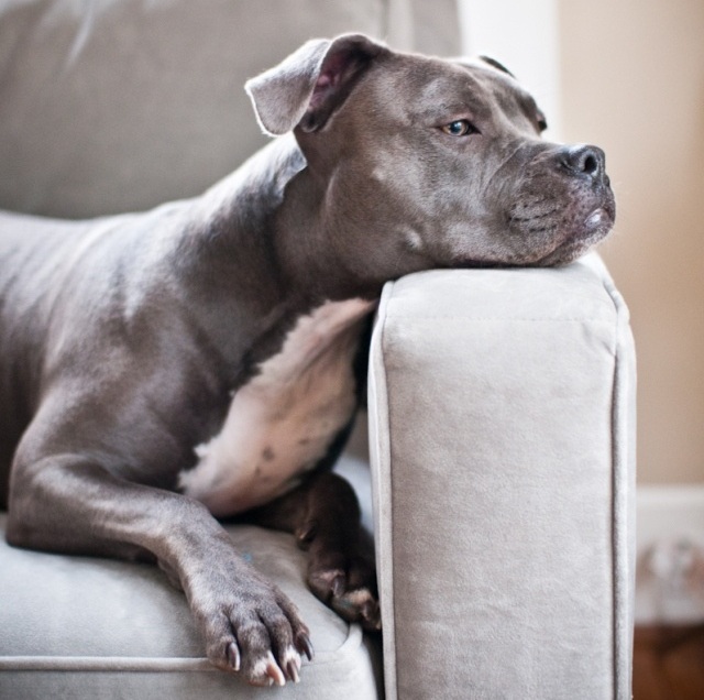 staffordshire bull terrier waiting