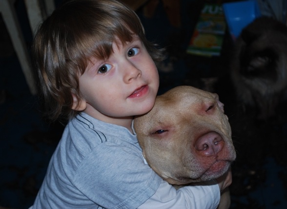 staffy dog and child