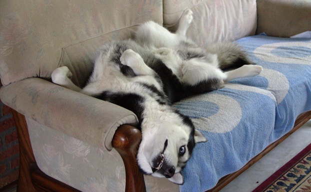 12 Realities That New Husky Owners Must Accept 2 Husky on couch