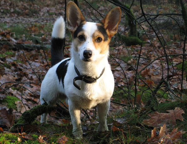 Jack Russell Terrier x Pembroke Welsh Corgi