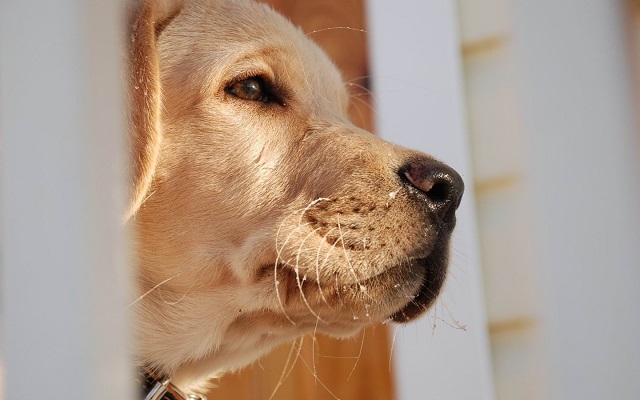 Top 10 Things Labradors Don’t Like 7 Labrador watching window pics dog