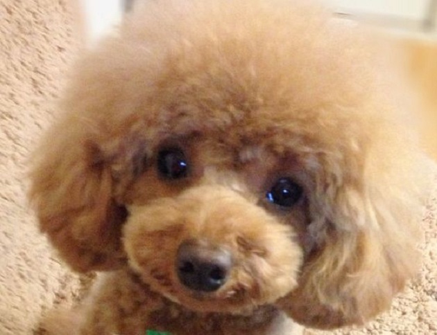 Top 10 Things Poodles Don’t Like 4