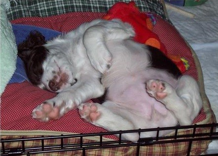 6 Problems Only Springer Spaniel Owners Will Understand 5 Springer_Spaniel_Puppy