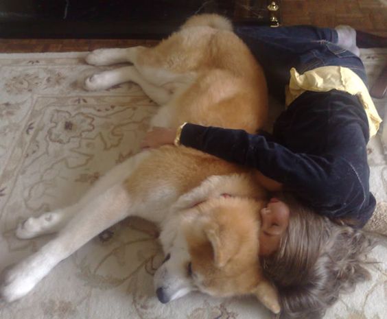 14 Reasons Akita Inus Are The Worst Indoor Dog Breeds Of All Time 7 akita-dog-child