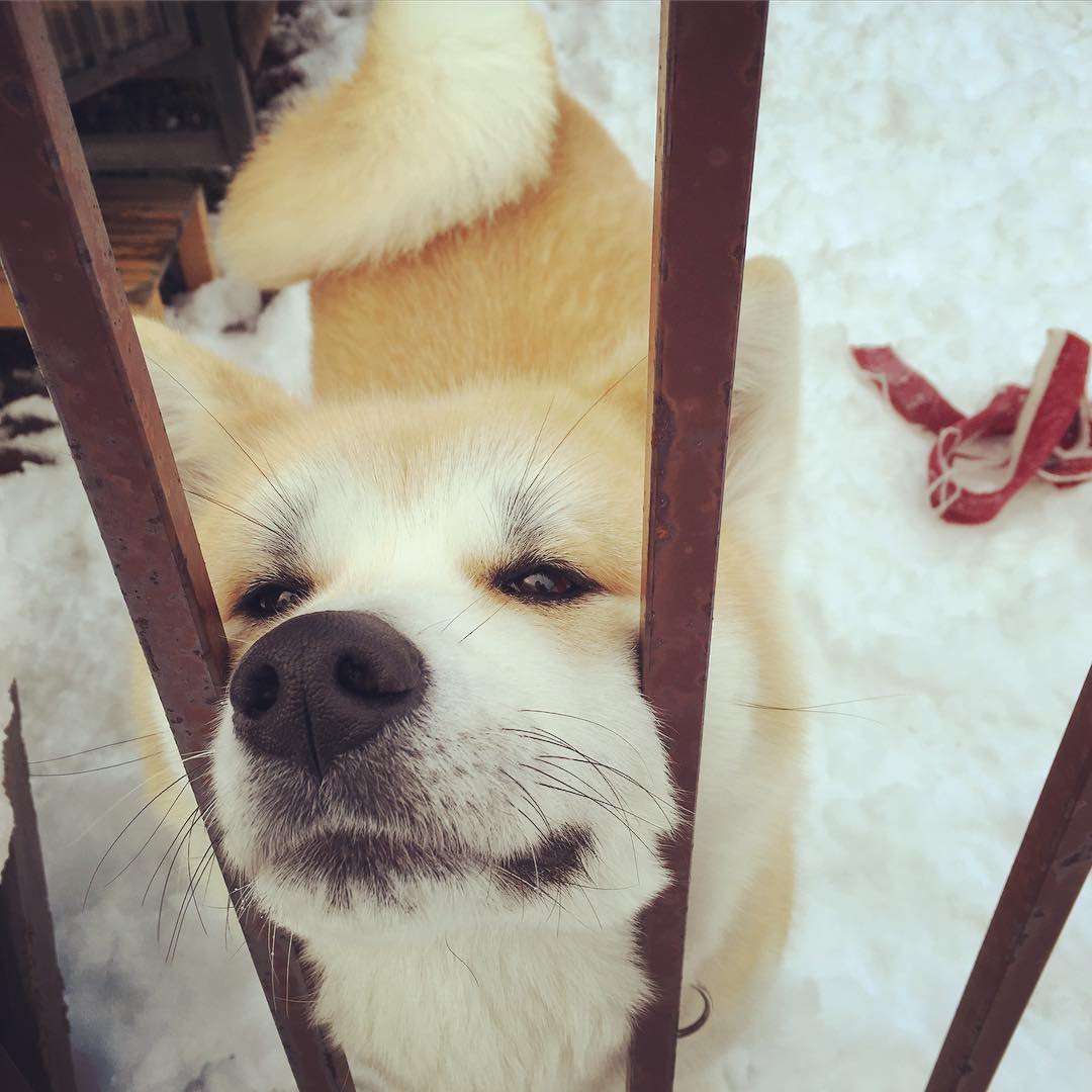 14 Reasons Akita Inus Are The Worst Indoor Dog Breeds Of All Time 10 akita-dog-fence