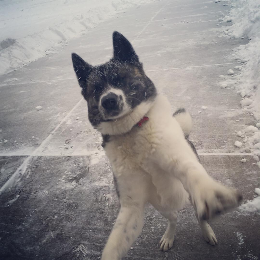 14 Reasons Akita Inus Are The Worst Indoor Dog Breeds Of All Time 6 akita-dog-happy