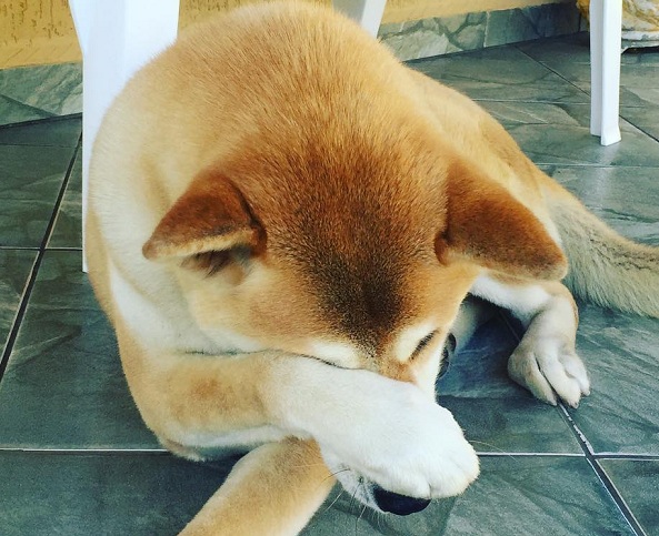 14 Reasons Akita Inus Are The Worst Indoor Dog Breeds Of All Time 14 akita dog image