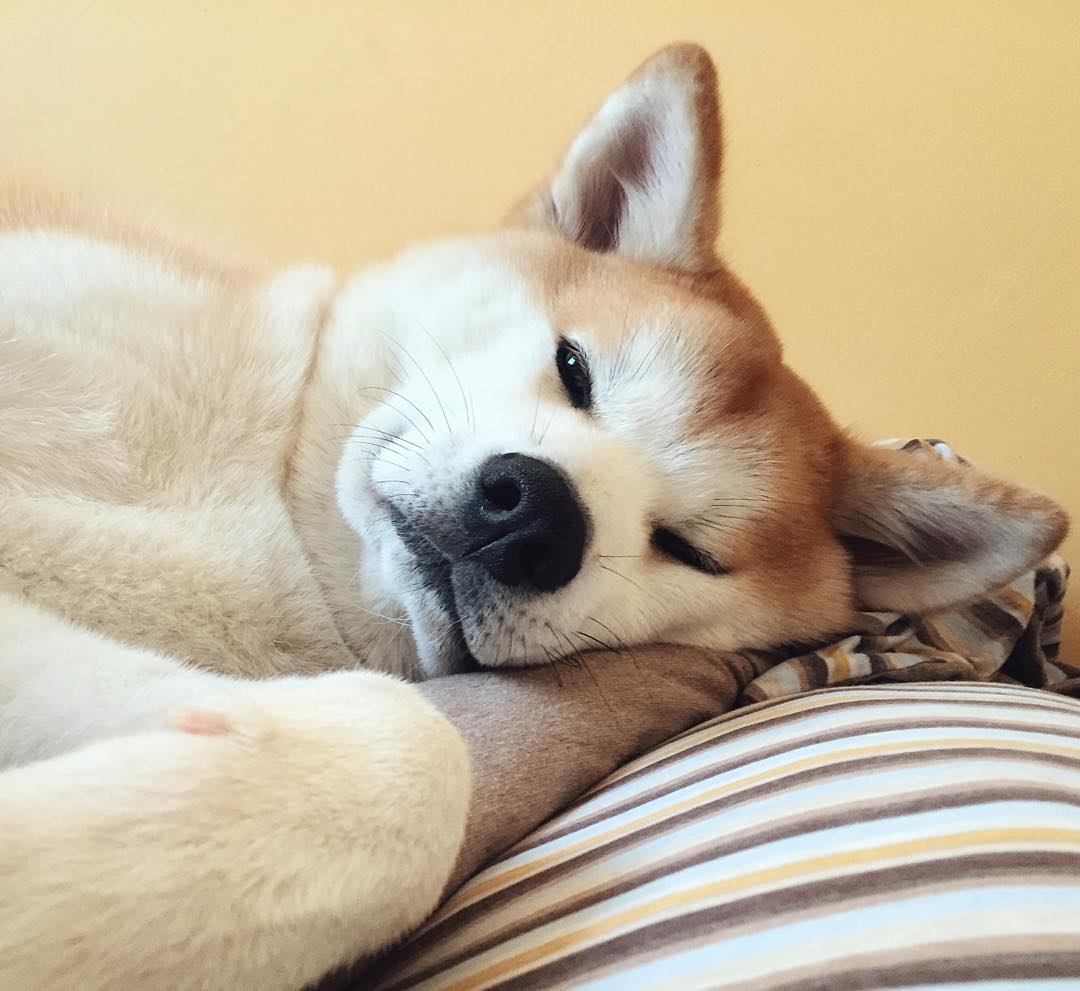 14 Reasons Akita Inus Are The Worst Indoor Dog Breeds Of All Time 5 akita-dog-rest