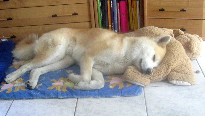 akita-dog-sleep